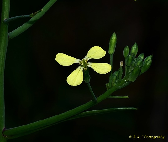 {Raphanus raphanistrum}